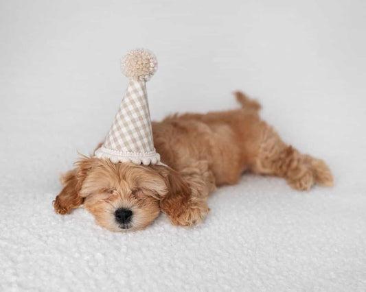 Set of 4 Puppy party hats, Dog birthday hat, Pet party, Animal photo prop