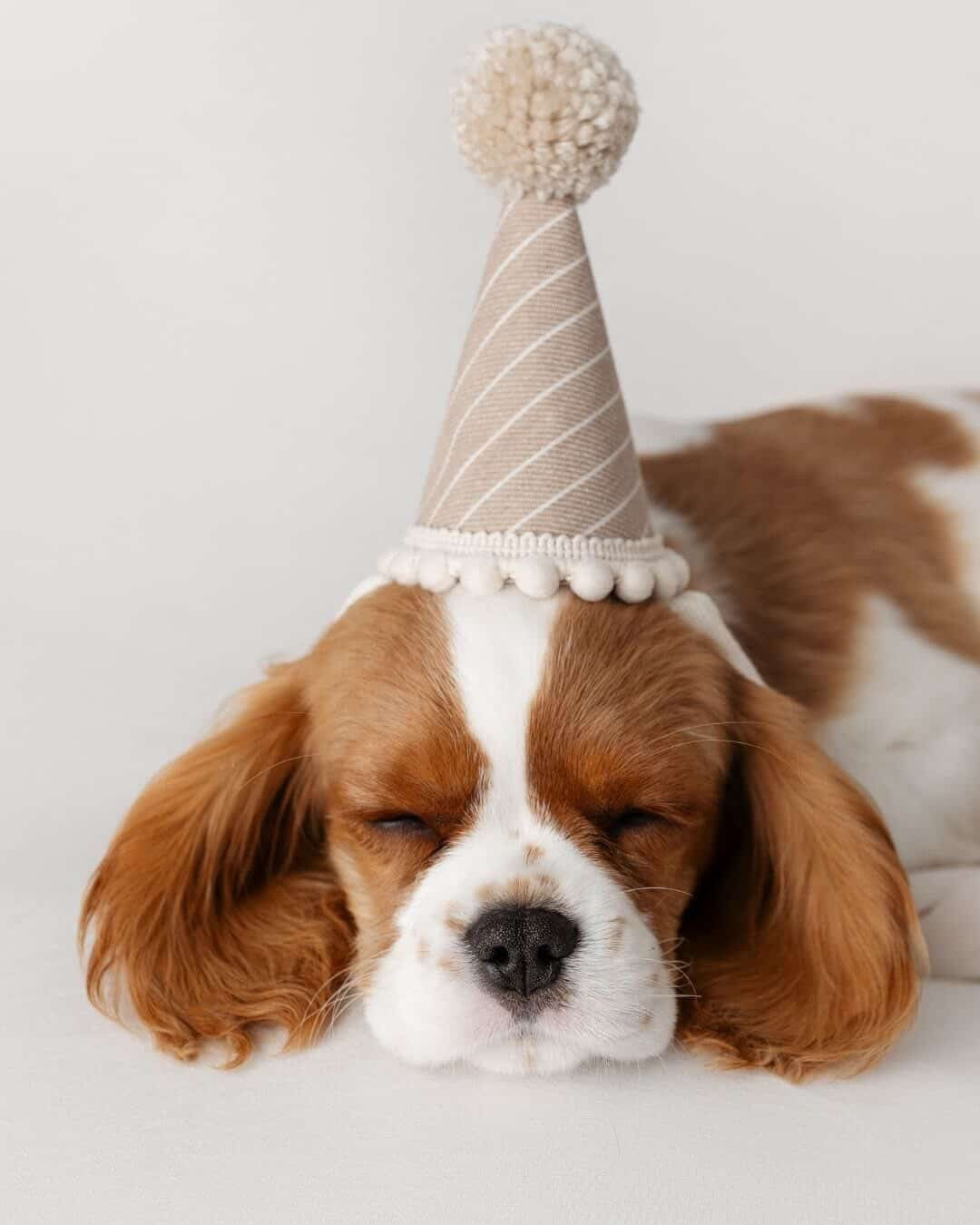 Set of 4 Puppy party hats, Dog birthday hat, Pet party, Animal photo prop
