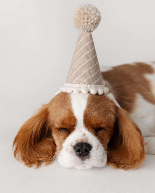 Set of 4 Puppy party hats, Dog birthday hat, Pet party, Animal photo prop