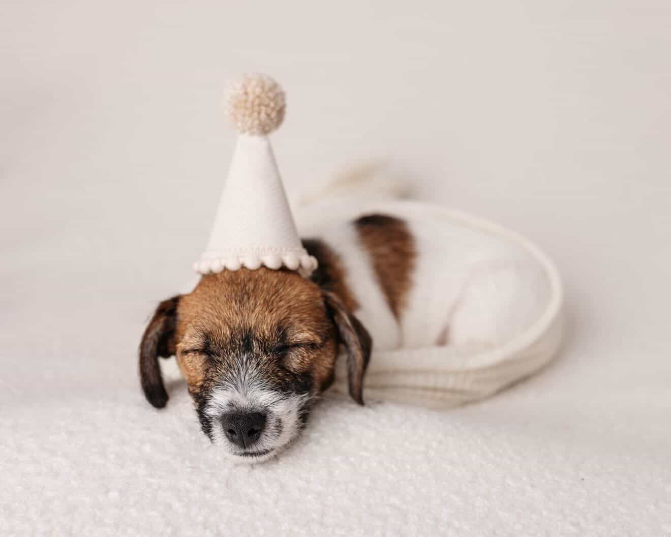 Set of 4 Puppy party hats, Dog birthday hat, Pet party, Animal photo prop